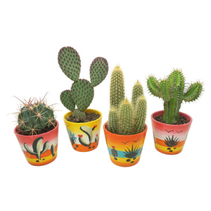 Mixed Cactus and Succulent Collection – 8.5cm Pots