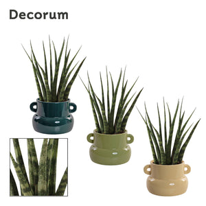 Sansevieria Fernwood ‘Lucy’ – 9cm Pot