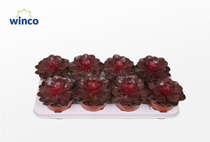 Red Ruby Echeveria Succulent – 12cm Pot