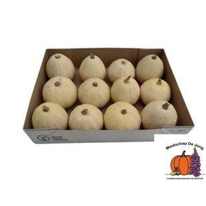 Baby Boo Ornamental Pumpkin