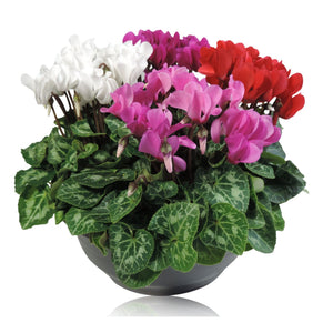 Mixed-Colour Small-Flowered Cyclamen Patio Bowl (Cyclamen persicum) – 23cm Pot