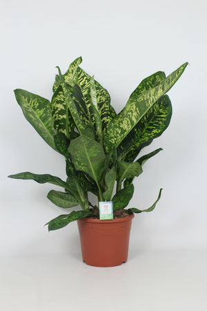 Dumb Cane (Dieffenbachia seguine) – 35cm Pot, 110cm Tall
