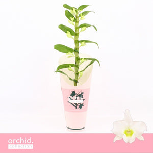 White Dendrobium Nobile Orchid – 12cm Pot, 50cm High