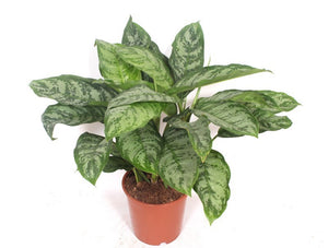 Aglaonema ‘Chantal’ Chinese Evergreen – 24cm Pot