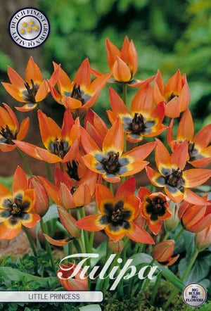 Tulipa Species ‘Little Princess’ Botanical Tulip Bulbs