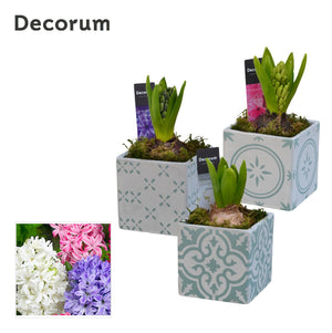 Hyacinth Arrangement in Glass Pot – 9cm