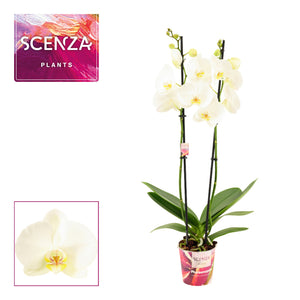 White Phalaenopsis Orchid – 3 Stems, 12cm Pot