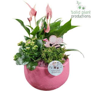 Pink Anthurium Arrangement (Anthurium) – 21cm Ceramic Pot