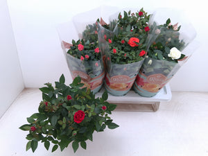 Mixed Rose Houseplant (Rosa) – 17cm Pot