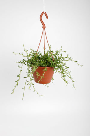 String of Bananas (Senecio radicans) – 12cm Pot