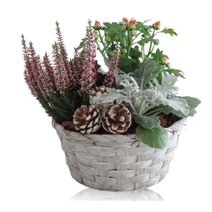 Ornamental Plant Arrangement – 19cm Wicker Pot