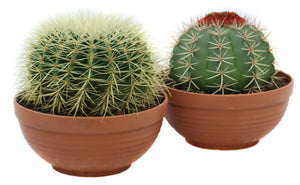Mixed Cactus Collection – 23cm Terracotta Pot