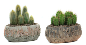 Mixed Cactus Collection in Tacana Ceramic Pot – 22cm