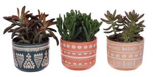 Mixed Succulent Arrangement – 14cm Ceramic Pot