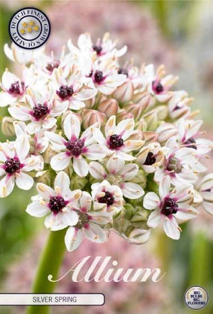 Allium ‘Purple Rain’ Flower Bulbs – Pack of 5