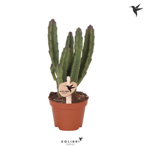 Stapelia leendertziae Succulent – 6cm Pot