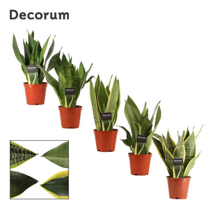 Snake Plant (Sansevieria trifasciata) – 12cm Pot