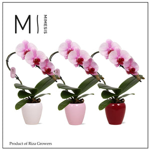 Pink Phalaenopsis Orchid – 7cm Ceramic Pot