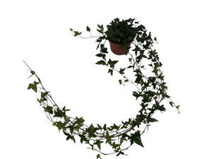 English Ivy (Hedera helix) – 13cm Pot