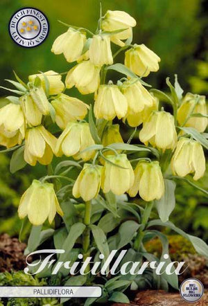 Fritillaria pallidiflora Flower Bulbs – Pack of 2