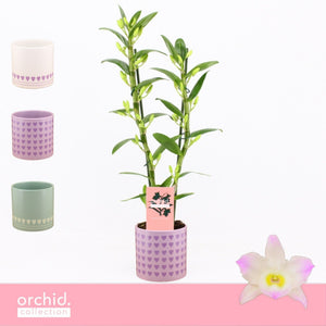 Purple Dendrobium Nobile Orchid – 12cm Pot