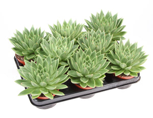 Echeveria Miranda Succulent – 10.5cm Pot