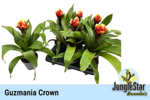 Guzmania Bromeliad – 13cm Pot, 45cm High