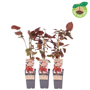 Red Hazel Nut Plant (Corylus avellana) – 15cm Pot