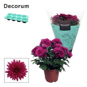 Purple Chrysanthemum ‘Grandezza’ – 13cm Pot