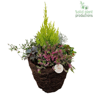 Large Green Plant Arrangement in Salim Pot – 29cm