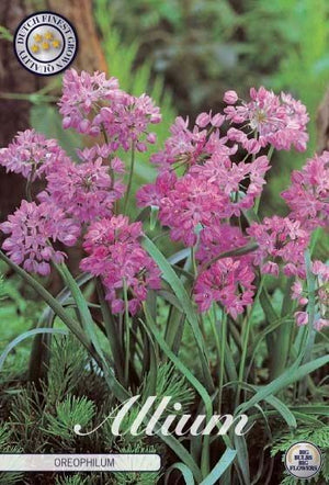Allium oreophilum Flower Bulbs – Mixed Colours, Pack of 20