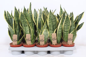 Futura Superba Snake Plant (Sansevieria trifasciata) – 12cm Pot