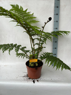 Australian Tree Fern (Cyathea cooperi) – 24cm Pot