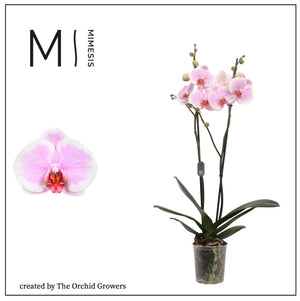 Pink Phalaenopsis Orchid – 2 Stem, 12cm Pot