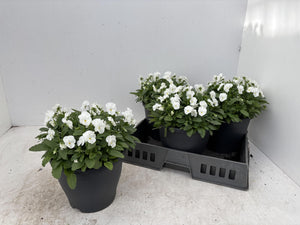 White Viola (Viola cornuta Group) – 23cm Pot