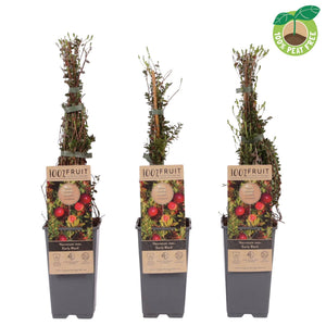 Early Black Cranberry Plant (Vaccinium macrocarpon) – 15cm Pot