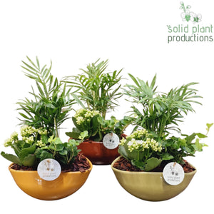 Evelyn Mixed Plant Arrangement – 22cm Oval Ceramic Pot