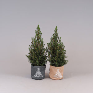 Dwarf Alberta Spruce (Picea glauca ‘Conica’) – 17cm Pot
