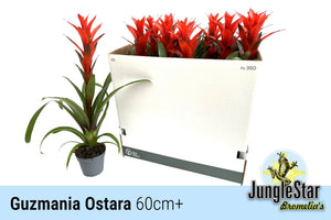 Red Guzmania ‘Ostara’ – 13cm Pot, 60cm Height