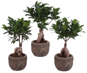 Ficus Ginseng Bonsai (Ficus microcarpa) – 12cm Pot