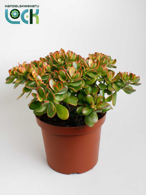 Crassula ‘Sunset’ Succulent – 29cm Pot, 65cm High