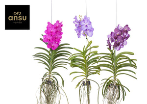 Vanda Orchid – 17cm Pot, Approx. 80cm