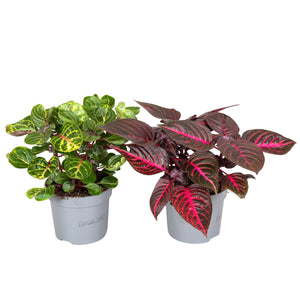 Iresine Herbstii Mixed Colour Plant – 13cm Pot