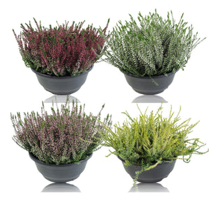 Garden Girls Heather Calluna vulgaris – 23cm Patio Bowl