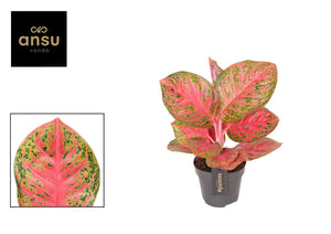 Aglaonema ‘Red Balloon’ – 12cm Pot