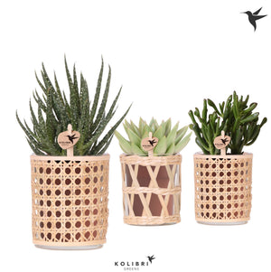 Mixed Succulent Arrangement – 9cm Pot, 23cm High