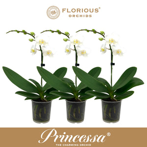 White Phalaenopsis Orchid ‘Princessa’ – 9cm Pot