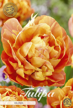 Tulipa Double Late ‘Valdivia’ Flower Bulbs – 7 Bulbs