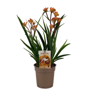 Pink Anigozanthos ‘Beauty’ – 12cm Pot