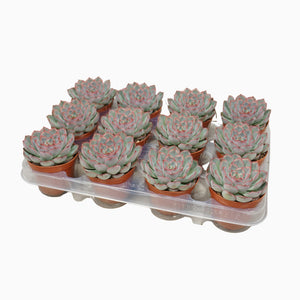 Echeveria ‘Hercules’ Succulent – 8.5cm Pot